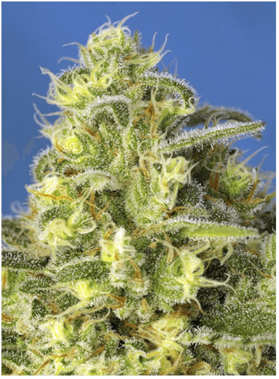 Jack 47 XL Auto Seeds - Image 2