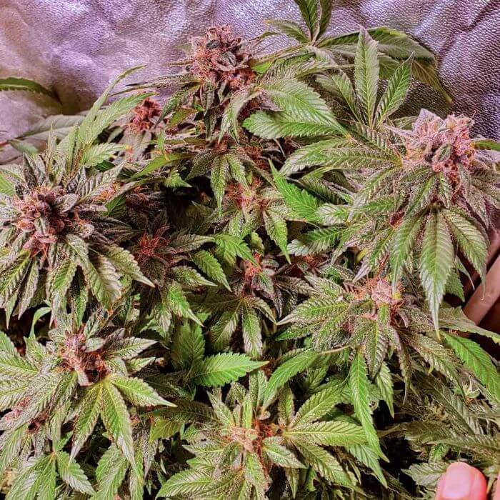 Holy Smoke Seeds Jelly Donuts