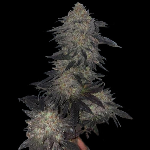 The Plug Seedbank Jetlag