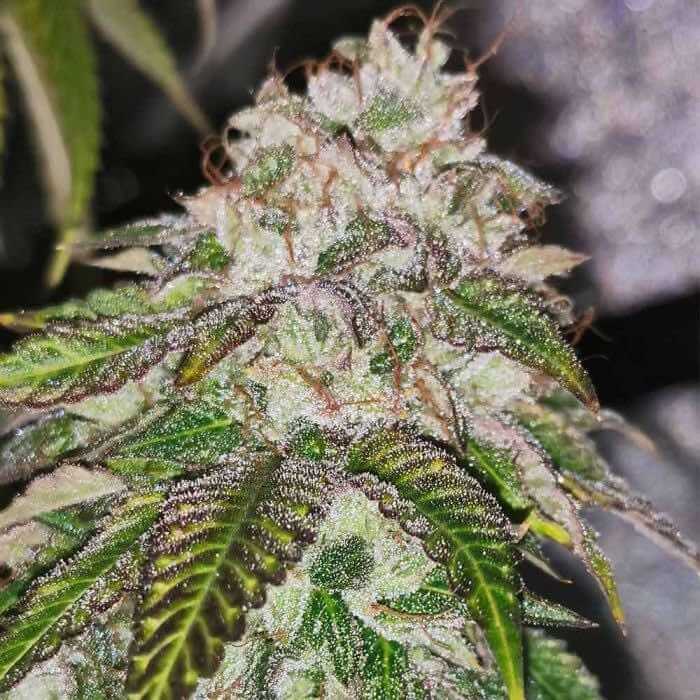 Pheno Finder Seeds Kuntz n Cream