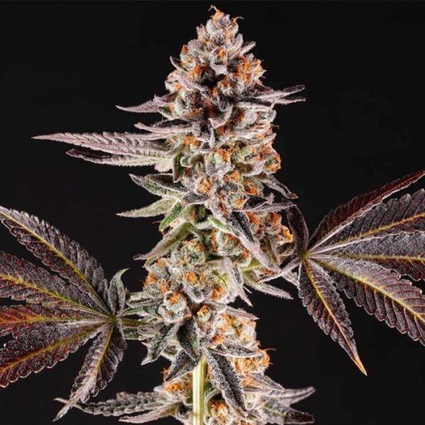 La Bomba Feminized Seeds