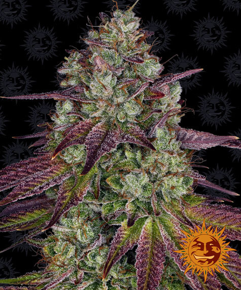 Mimosa Evo Seeds