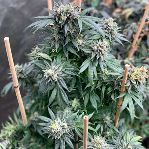 Mosca Seeds Midnight Special