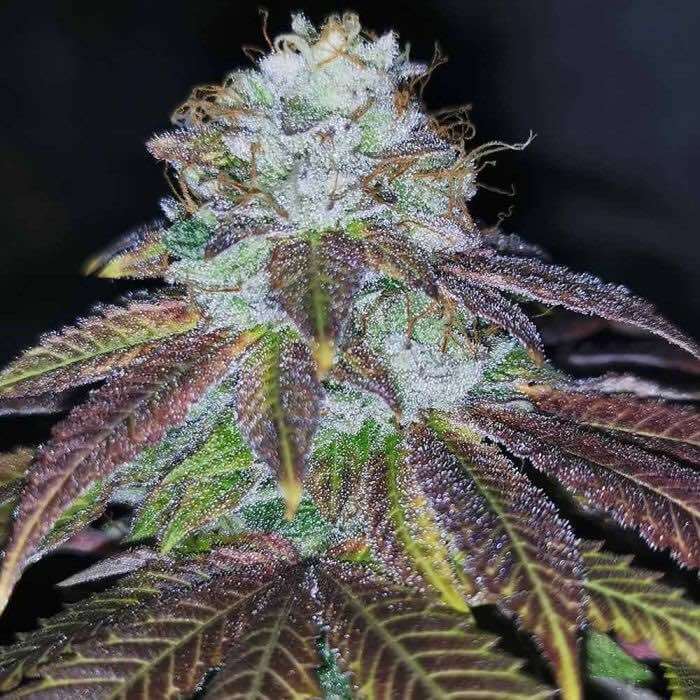 Pheno Finder Seeds Squirterz