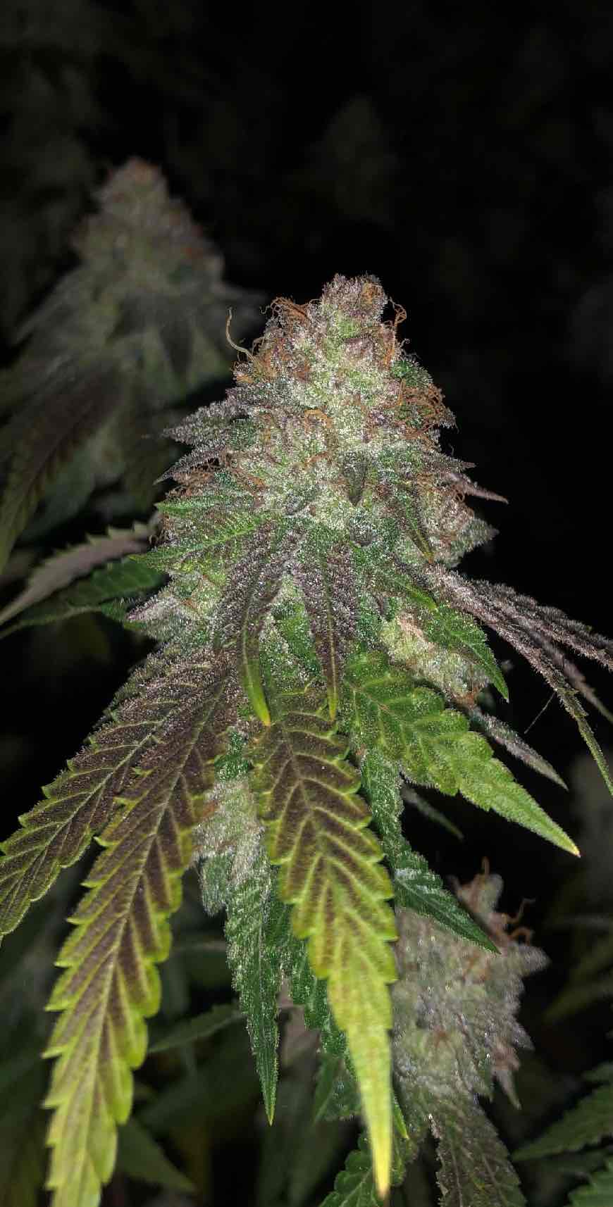 Pheno Finder Seeds Kuntz