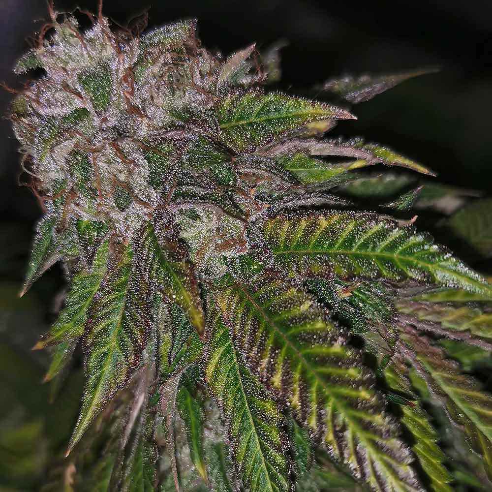 Pheno Finder Seeds Dirty Kuntz
