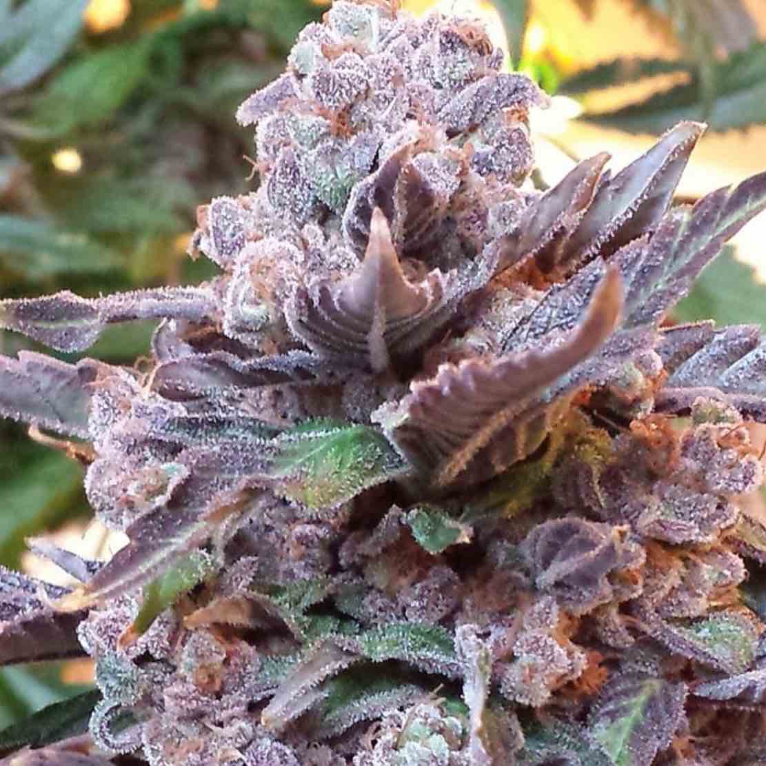 Pheno Finder Seeds Purple Strawberry Bliss