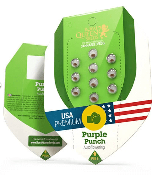 Purple Punch automatic Seeds - Image 2