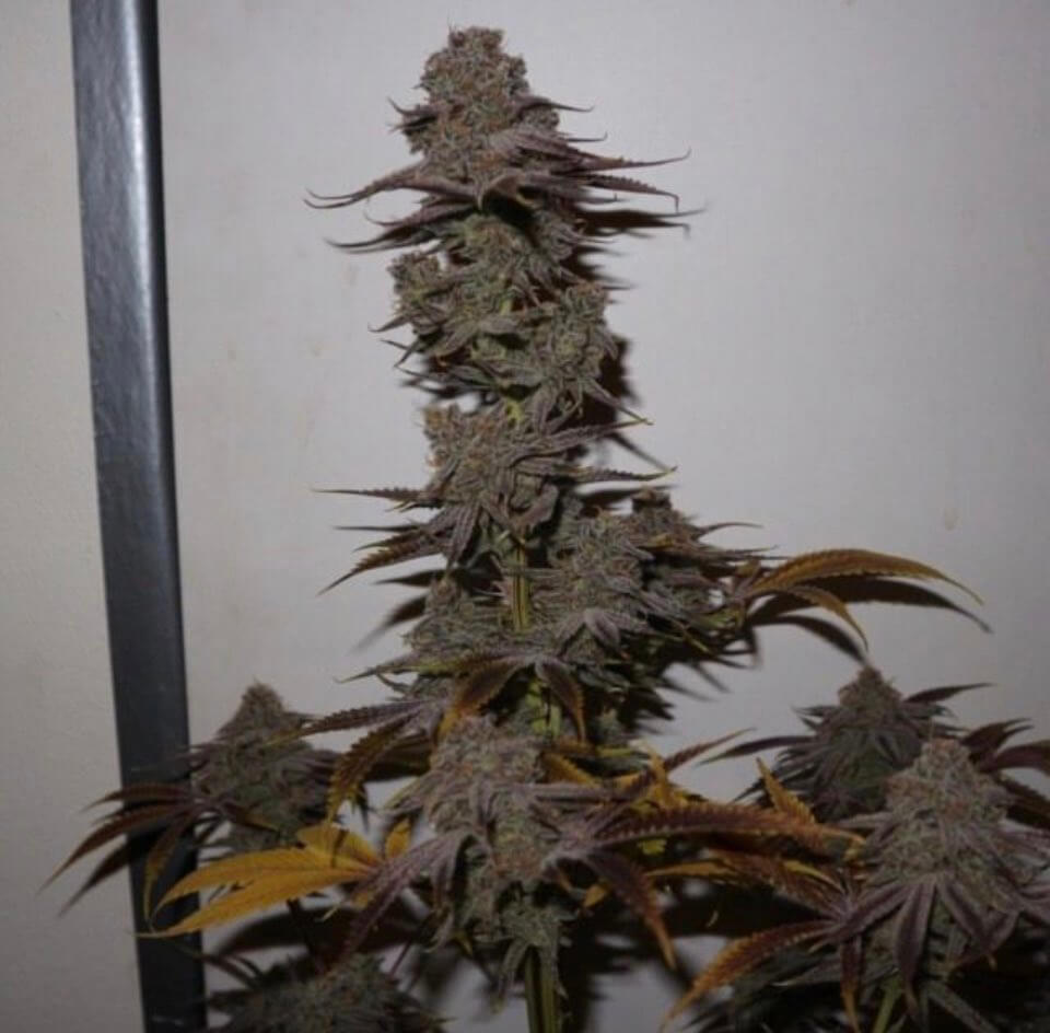 Pheno Finder Seeds Purple Strawberry Sherbert