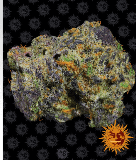 Runtz Muffin Seeds - Image 2