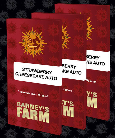 STRAWBERRY CHEESECAKE AUTO Seeds