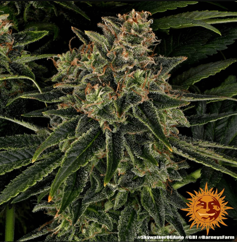 Skywalker OG Auto Seeds - Image 3
