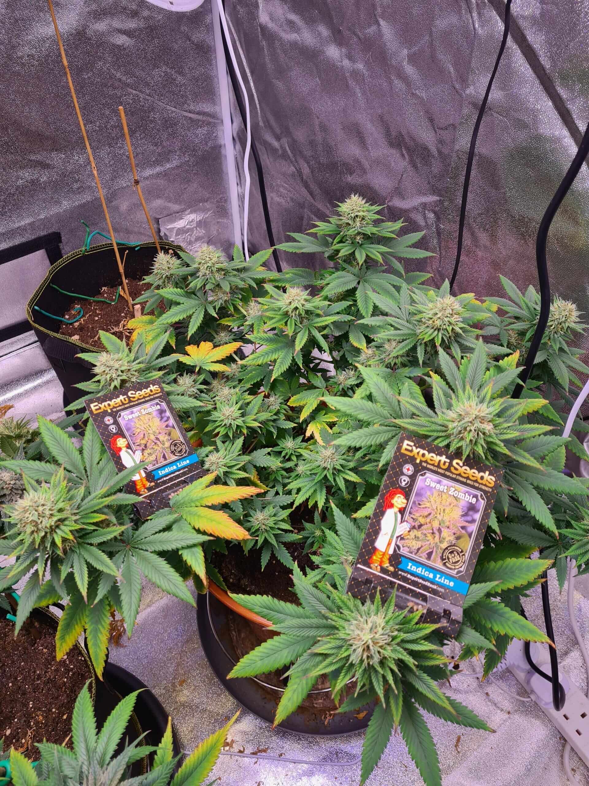 Sweet Zombie Seeds - Image 2