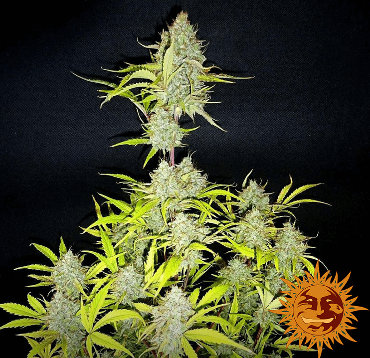 Wedding Cake Auto Seeds - Image 3