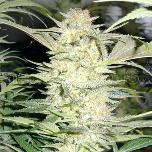 White Widow Seeds