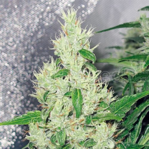 Y Griega Seeds