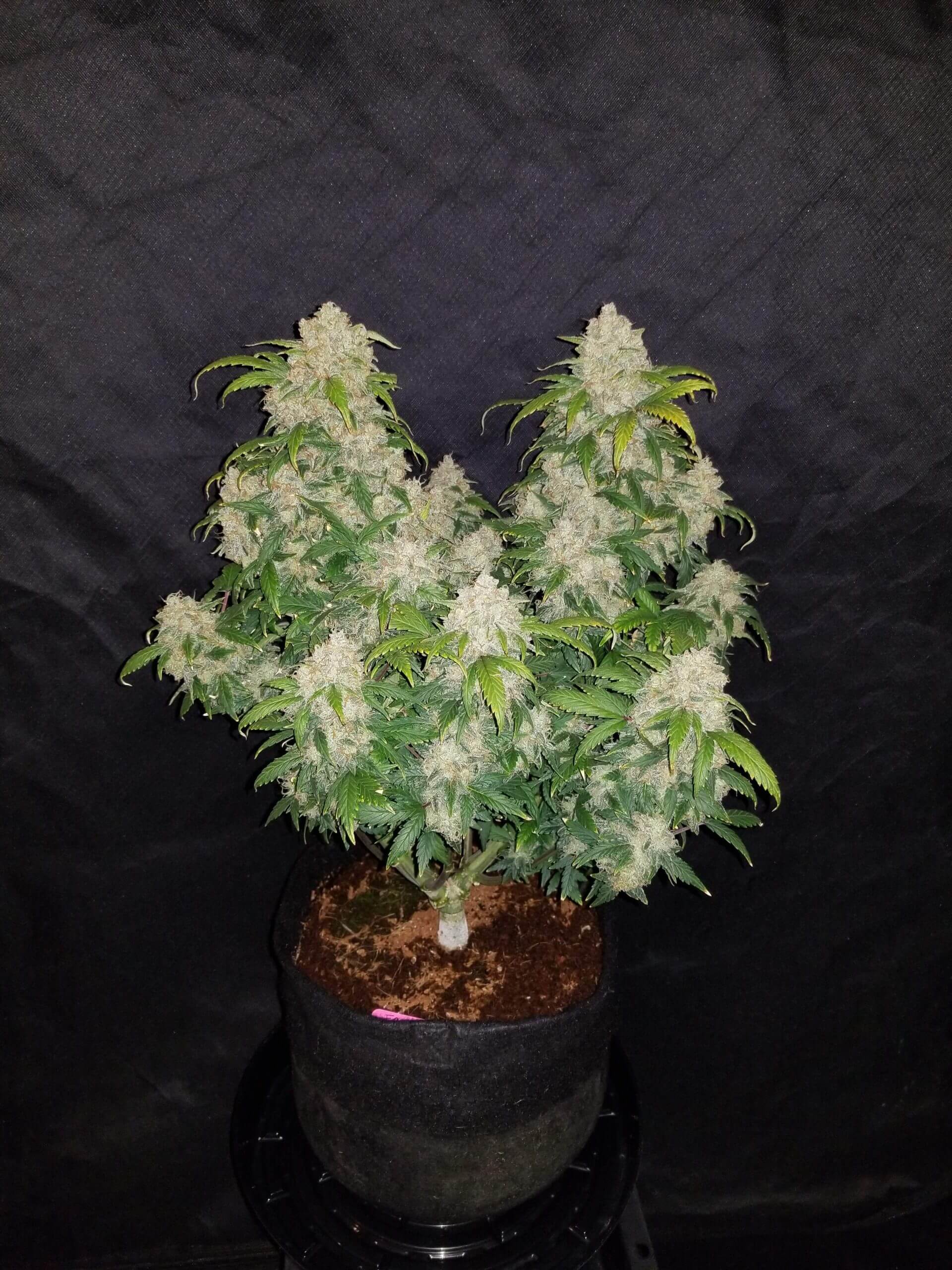 Zkittlez Auto Seeds