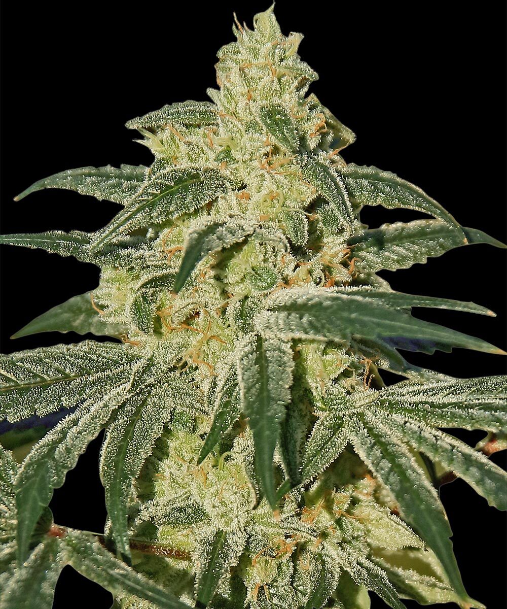 Afghan Hash Plant - Regular