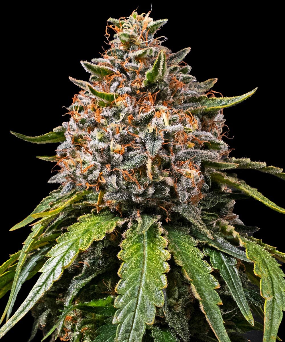 Gas Pack