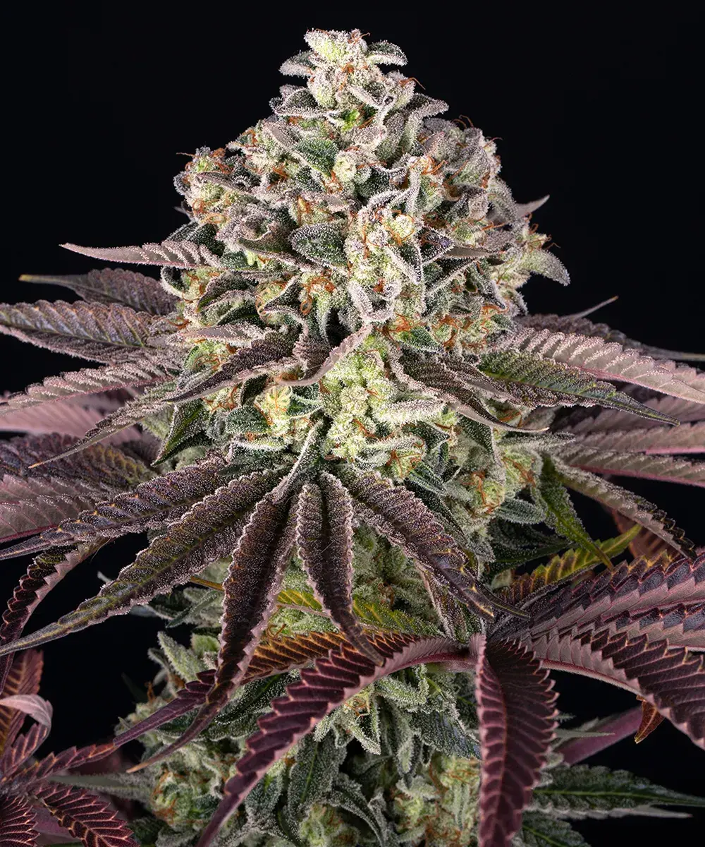 GrandDaddy Purple