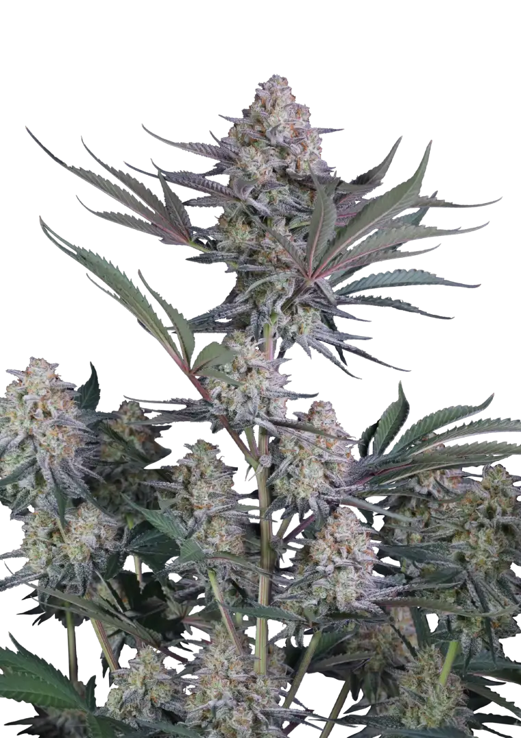 Lemon Tree Auto?