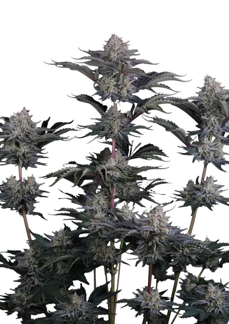 Mendo Frost Auto?