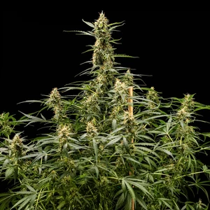 Royal Kush Auto