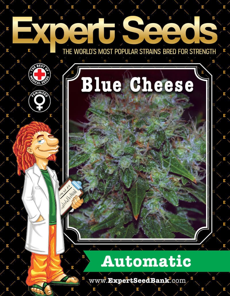 Blue Cheese Auto Seeds - Image 2
