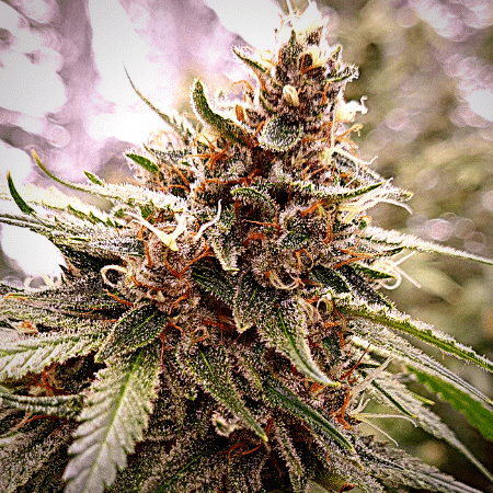 AK-59 Auto Seeds