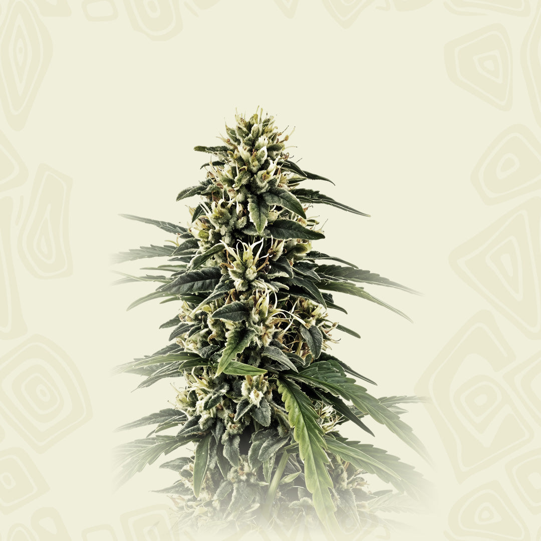 Amnesia Haze