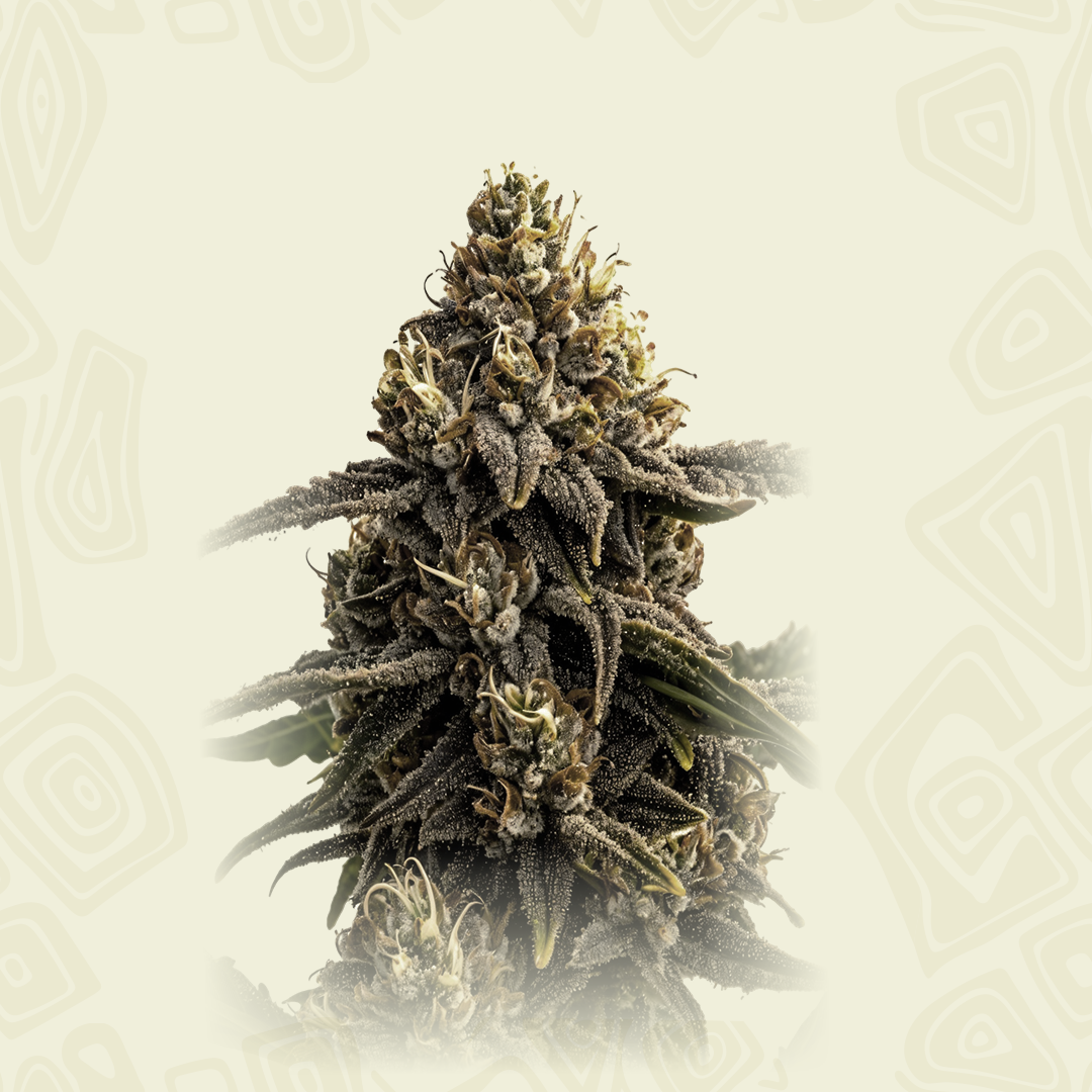 Apple Fritter Auto