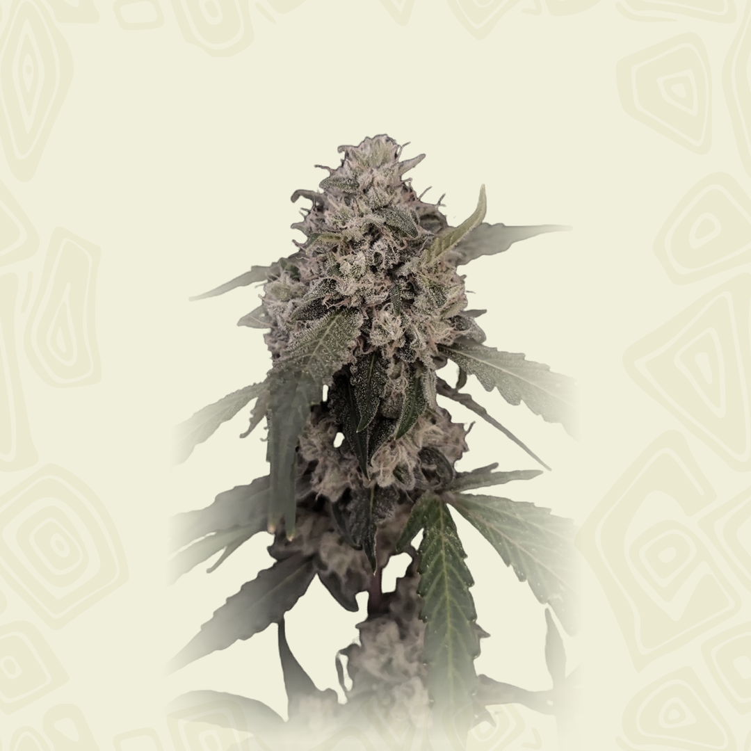 Ak Auto