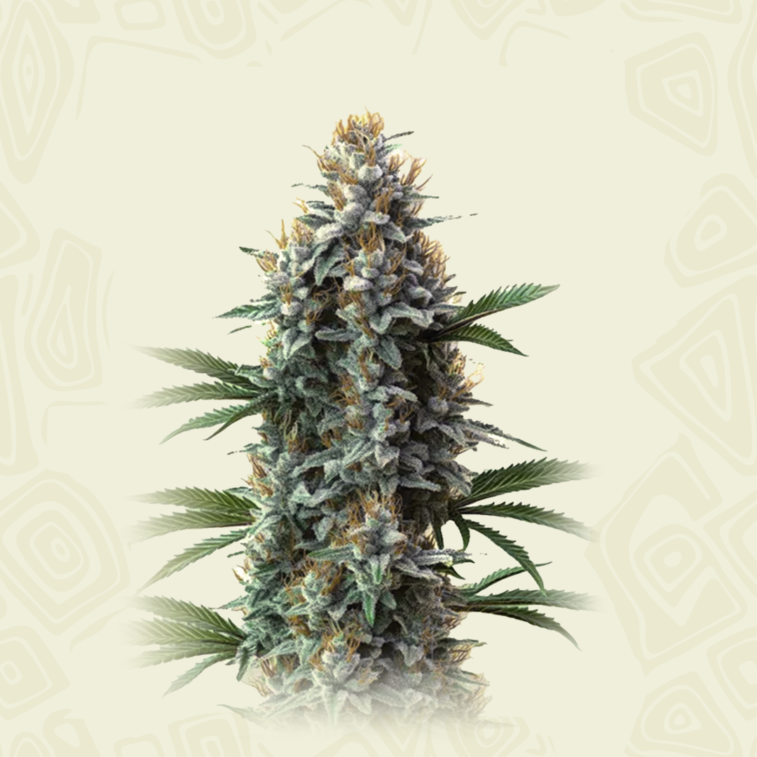 Auto Blue Cheese