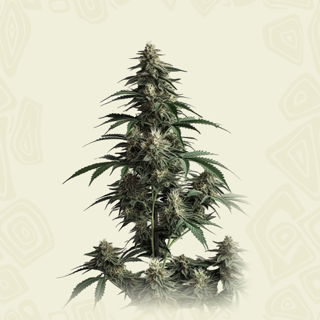 Auto Cheese