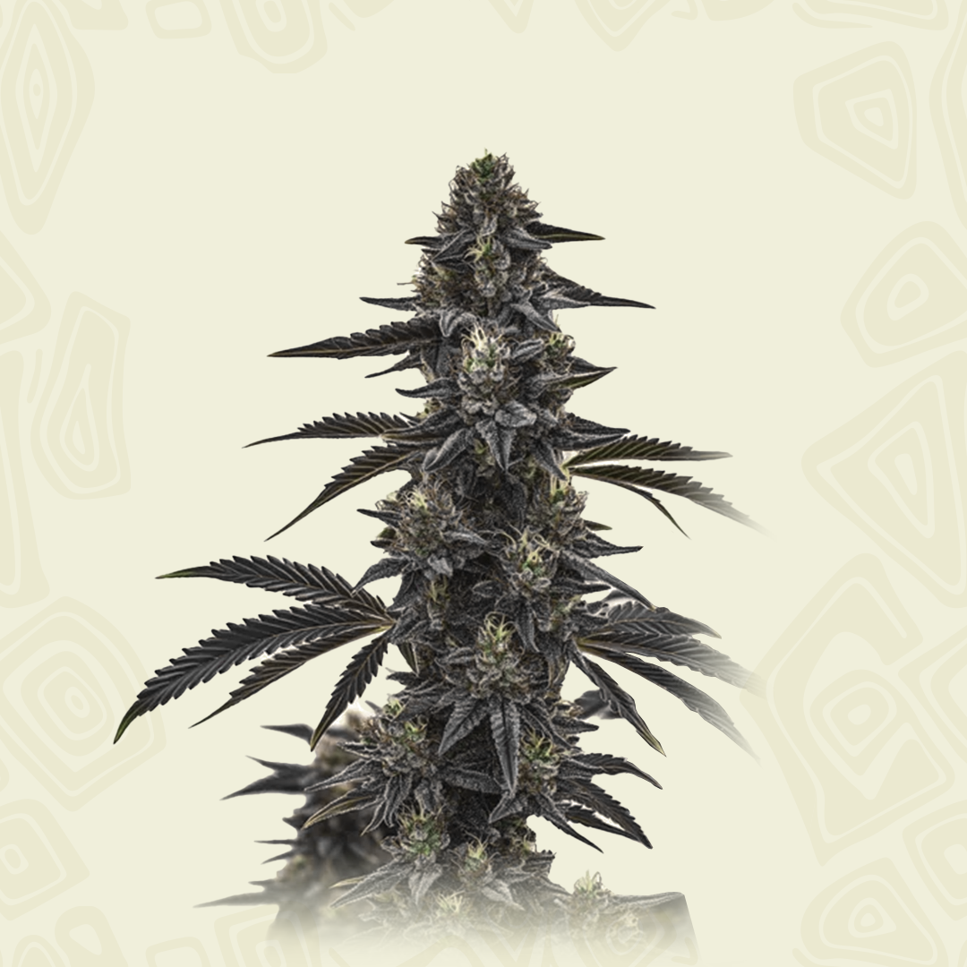 Auto Cherry