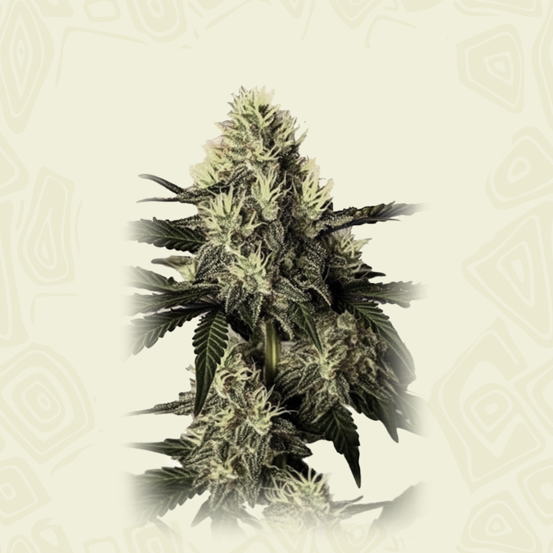 Auto Dosidos