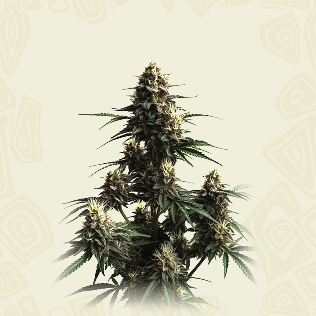 Auto Jack Herrer