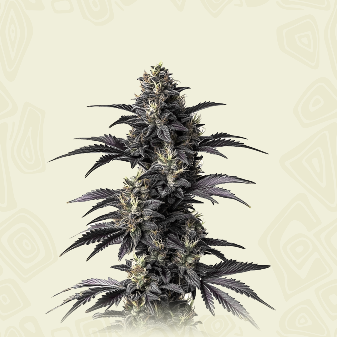 Auto Mimosa