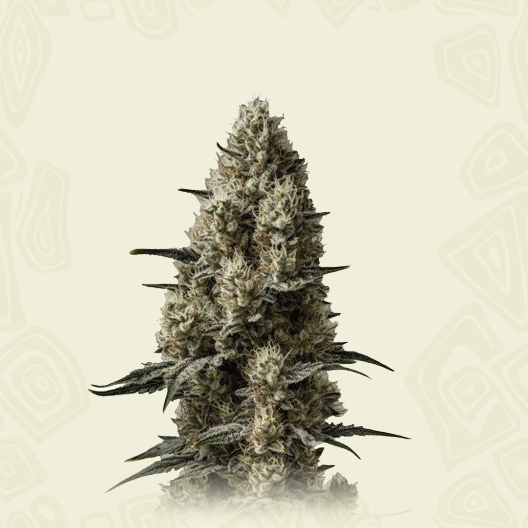 Auto Sherbet