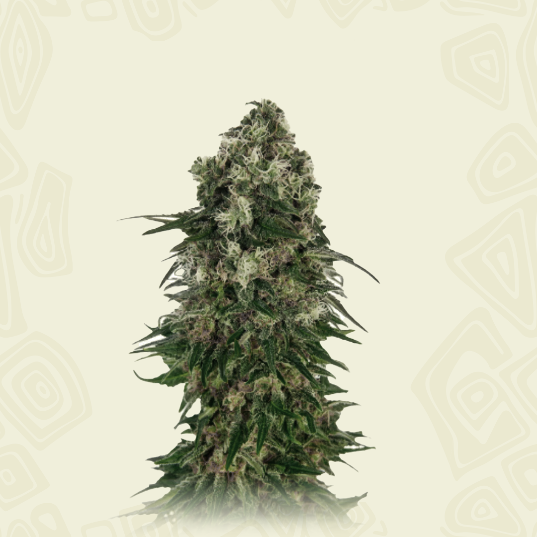 Auto Somango
