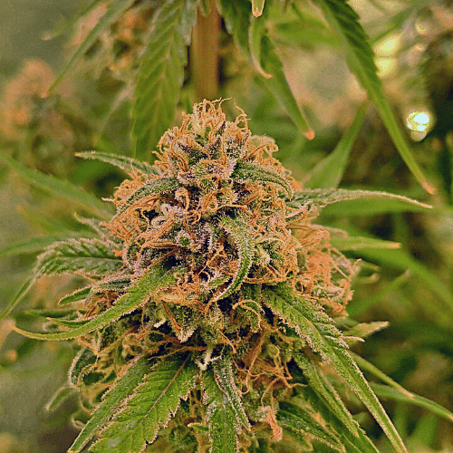 Alien Cookies x Kush Mints