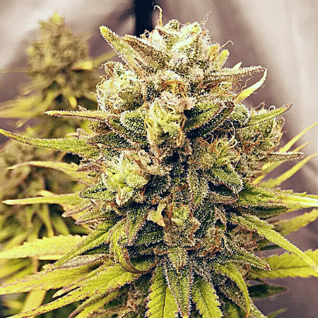 Alien GG4 Seeds