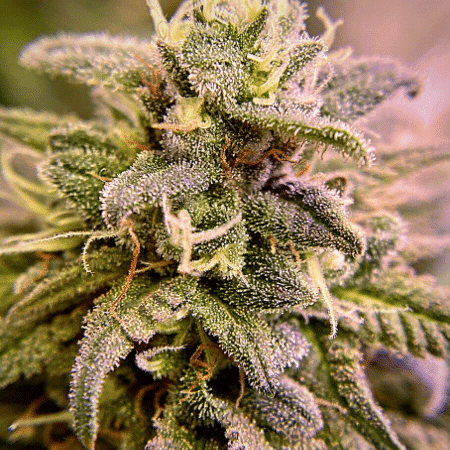 Alien Technology x Do-Si-Dos Seeds
