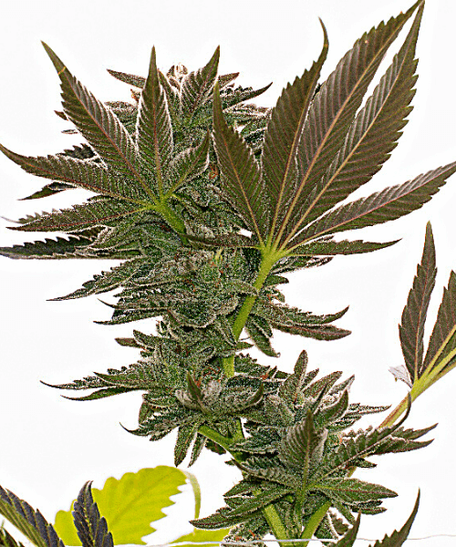 Alien Technology Seeds