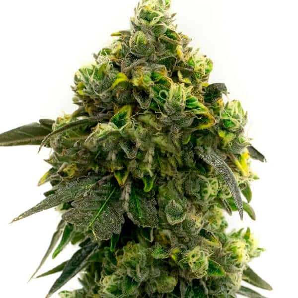 Amnesia Blue Head Band Seeds