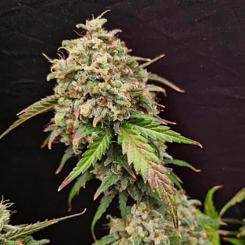 Amnesia lemon x White Widow
