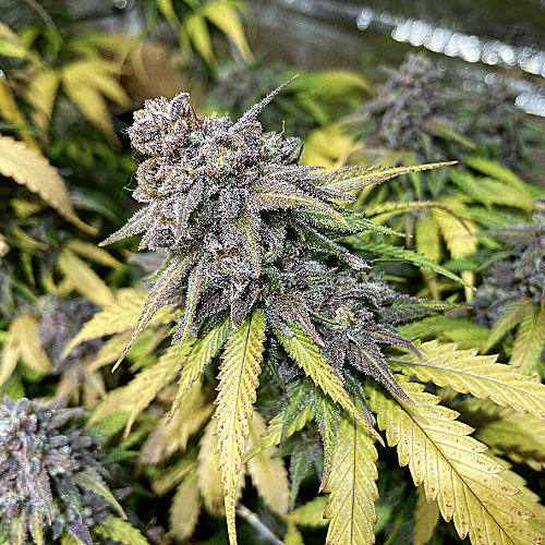 Amnesia x Grandaddy Purple