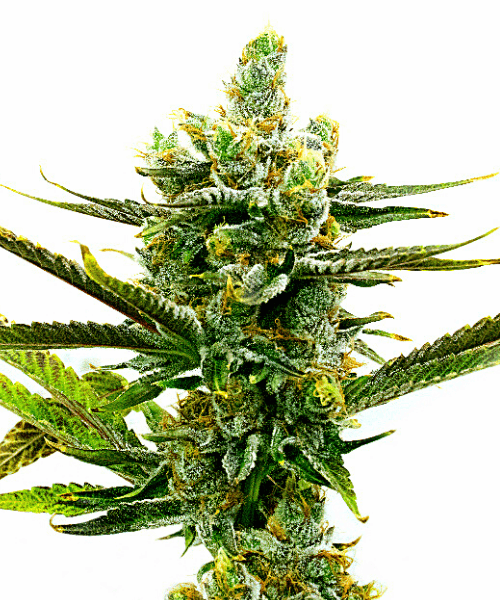 Amnesia x Nicole Kush Seeds