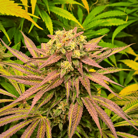 Banana Sherbet Seeds