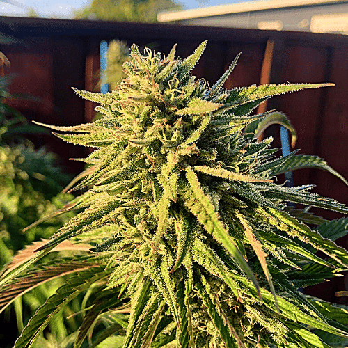Banana x Zkittlez